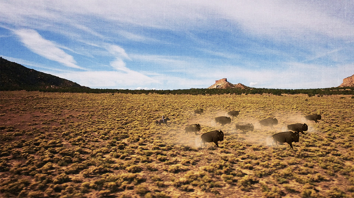 Ten bison run through scrubland as a cowboy gives chase on a horse.